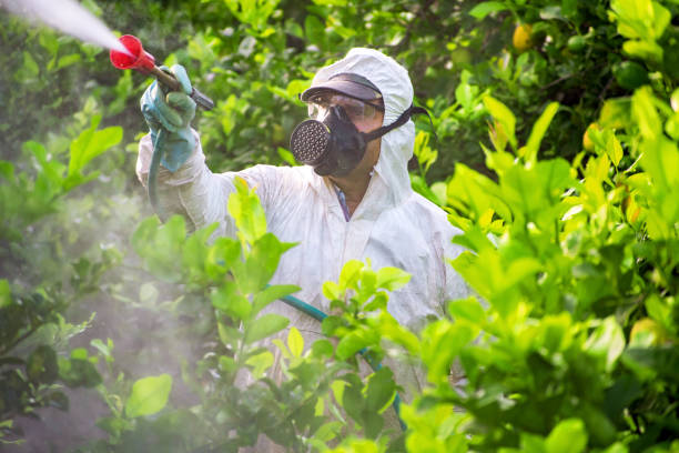 Leaf Legends arborist inspecting tree for disease